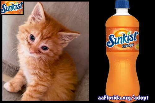 Sunkist