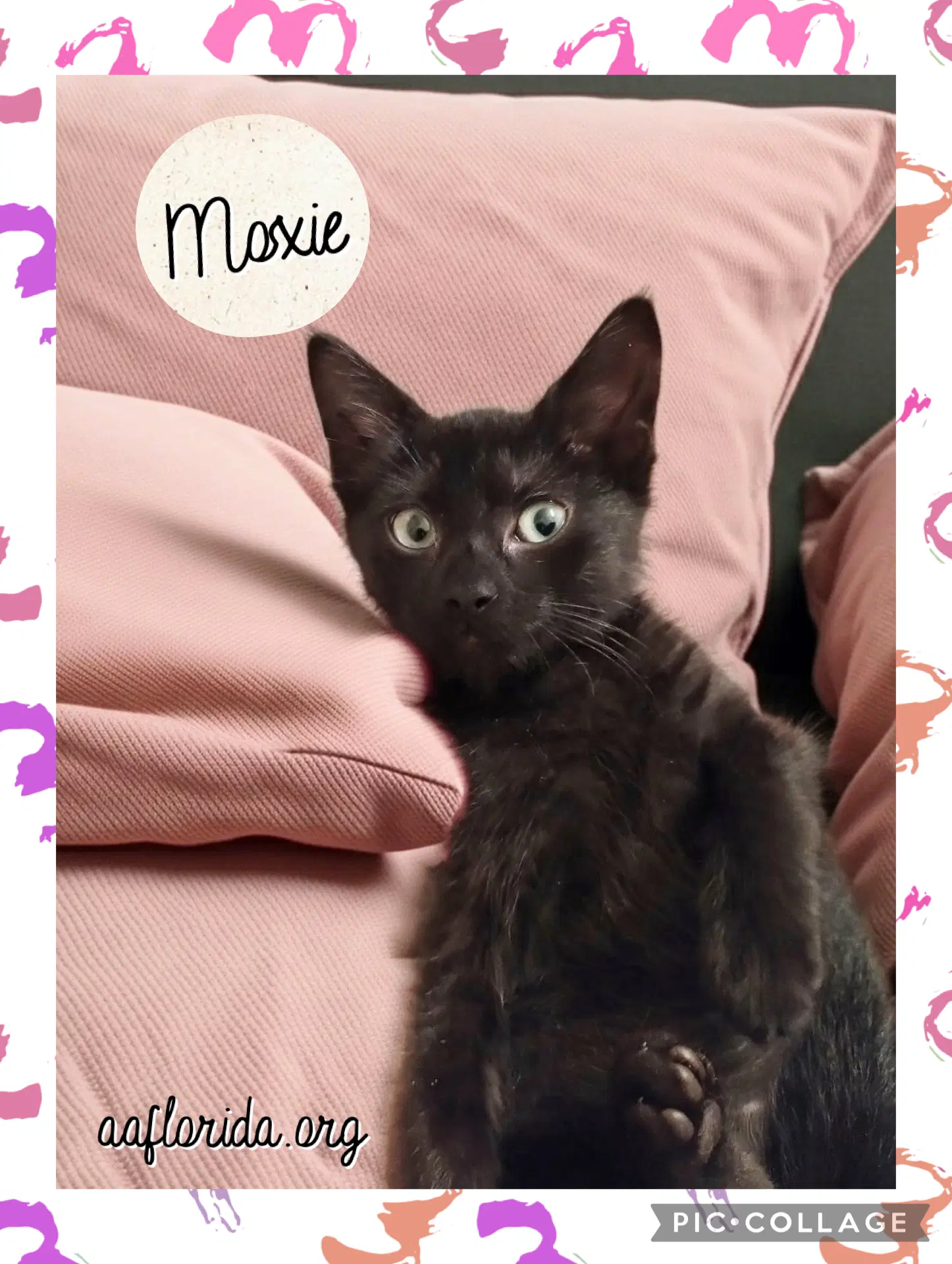 Moxie - Domestic Short Hair