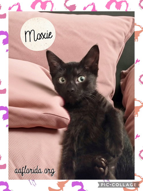 Moxie