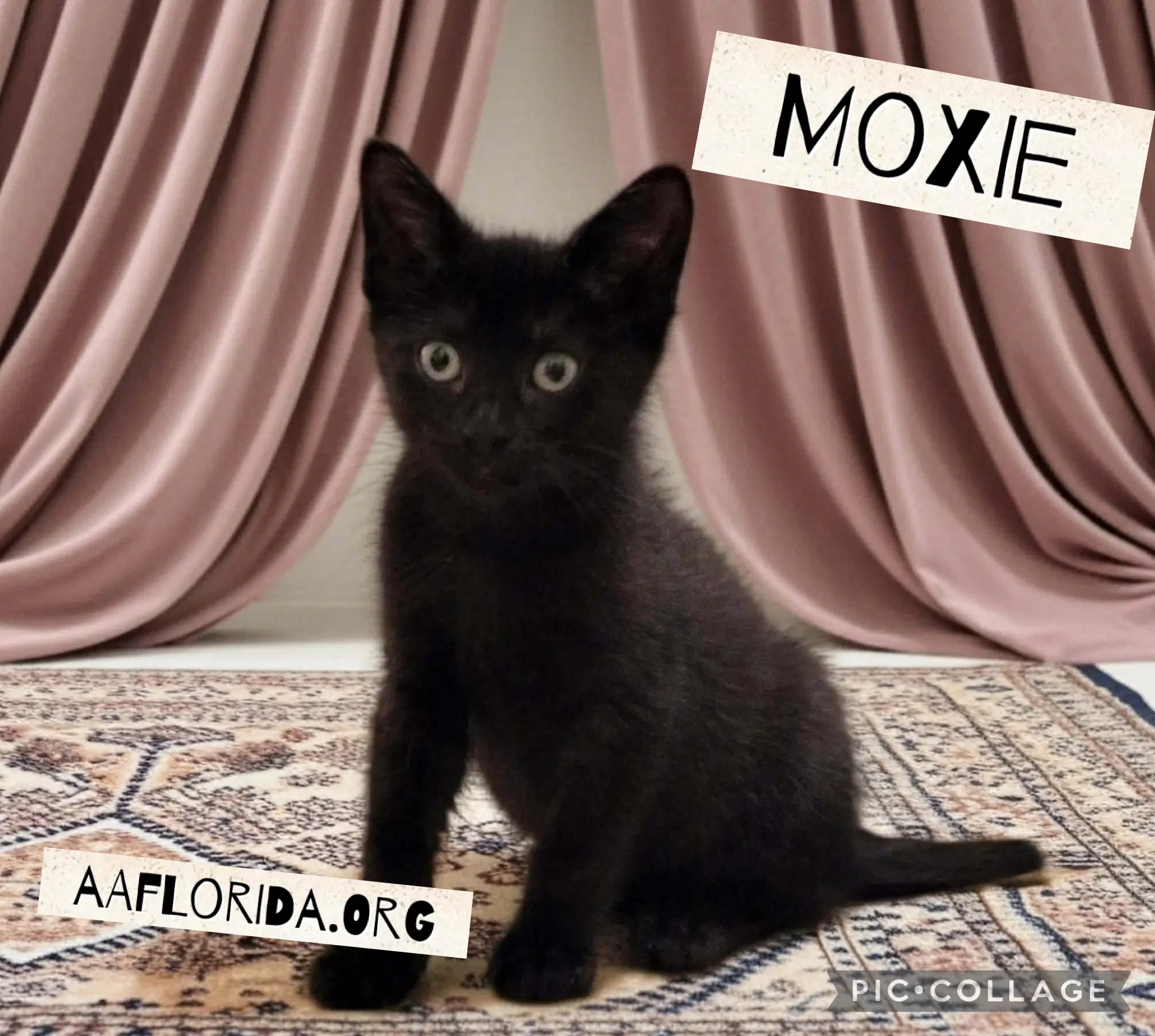Moxie image 2