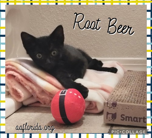 Root Beer