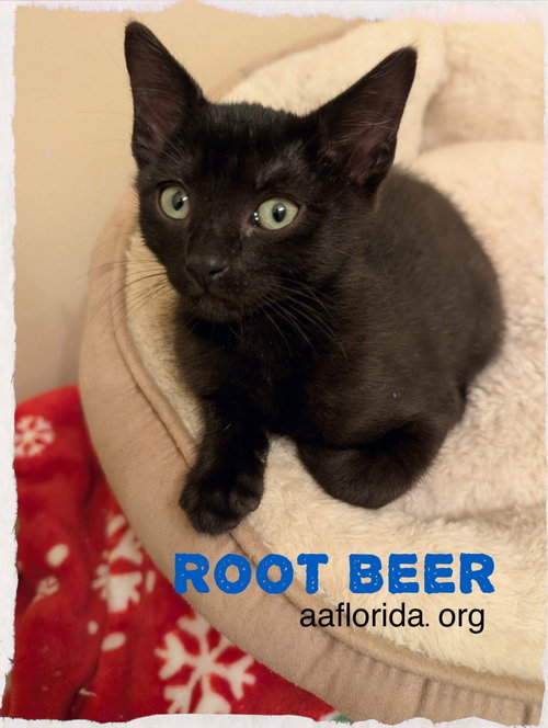 Root Beer photo 2