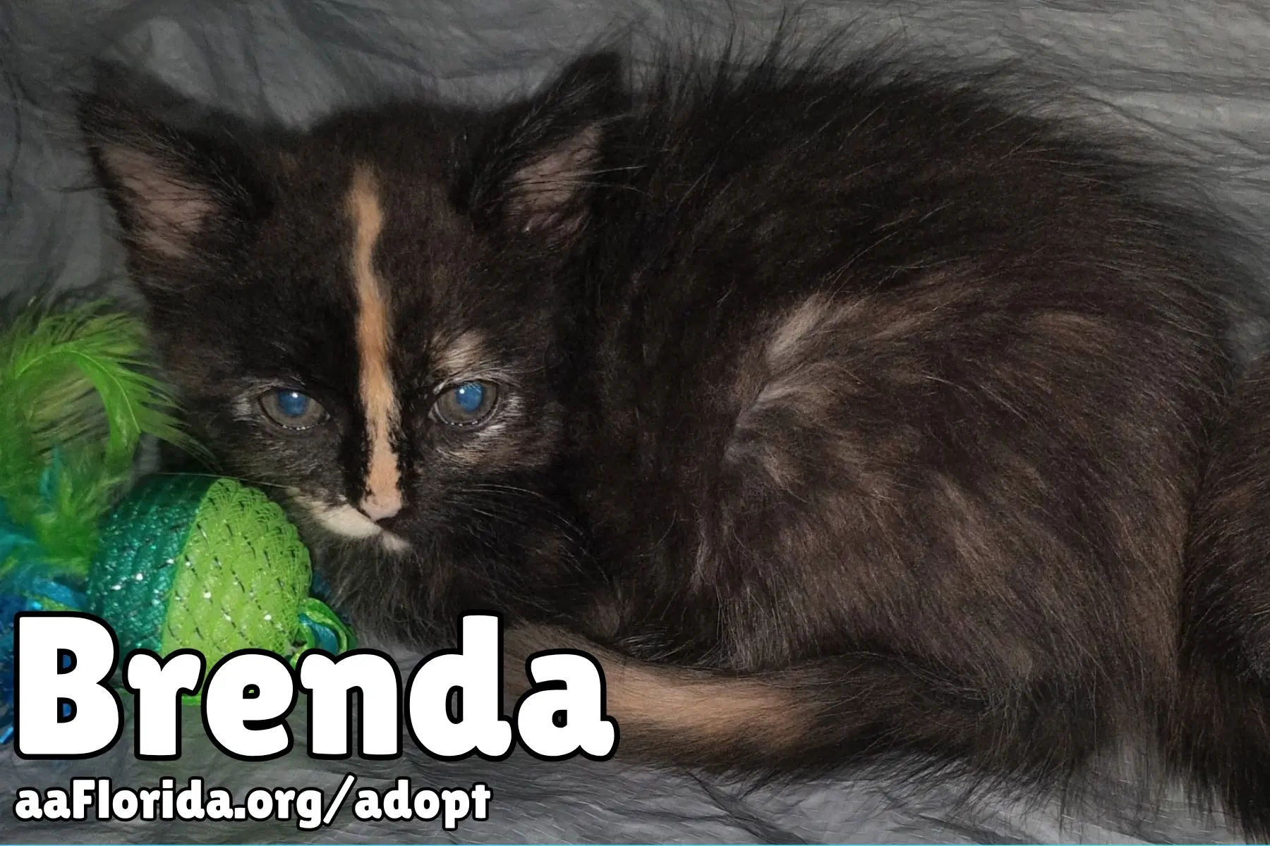 Brenda image 3