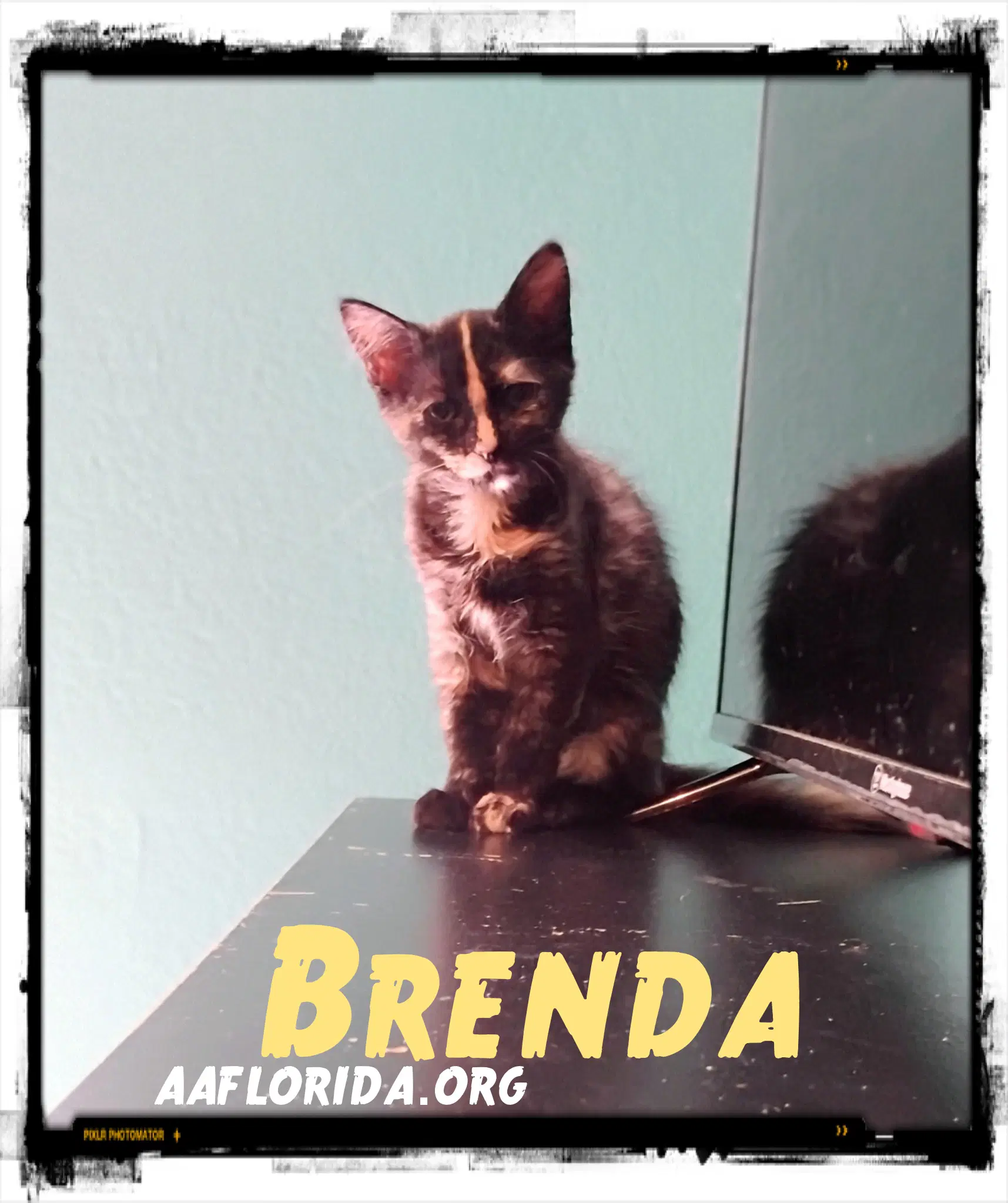 Brenda - Domestic Medium Hair