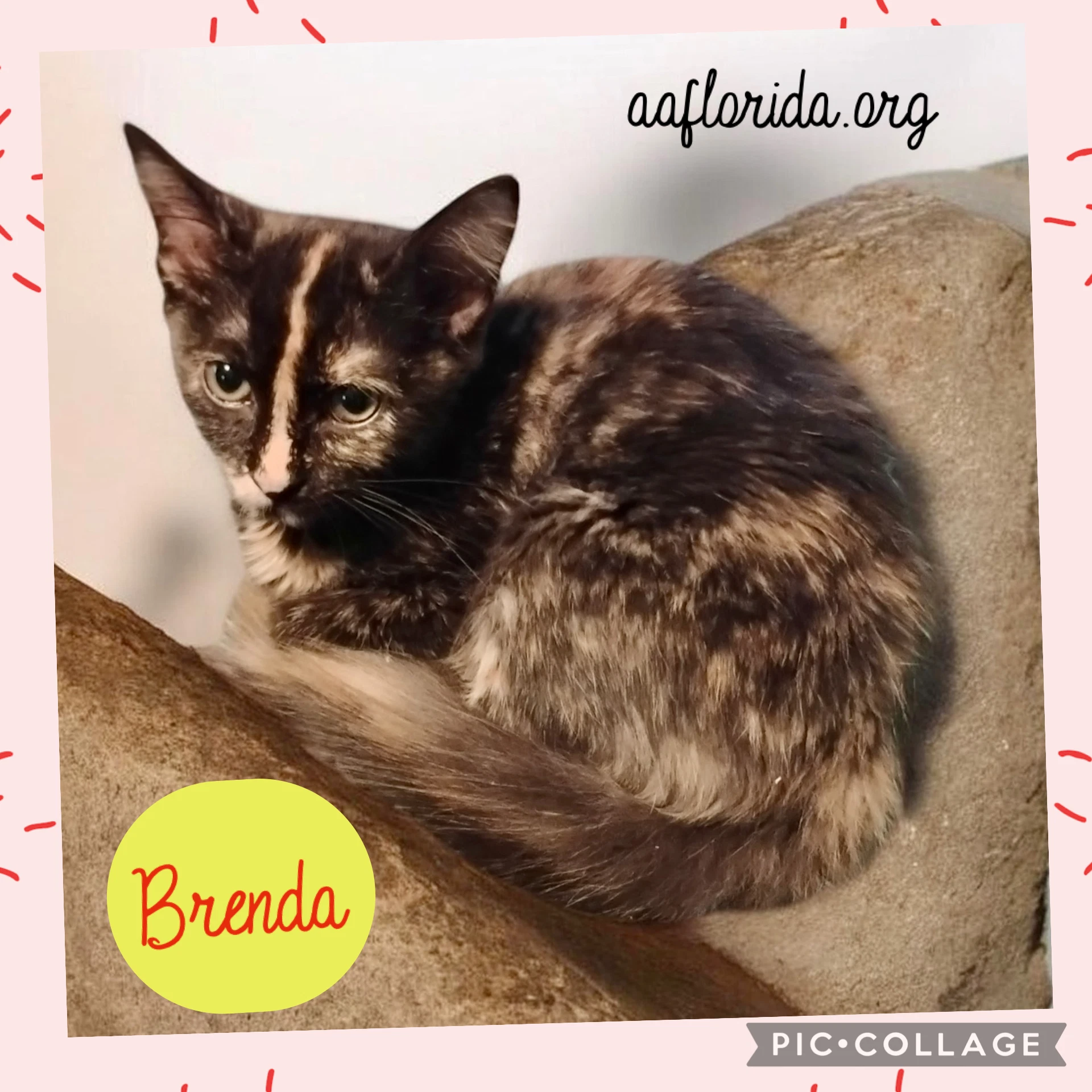 Brenda
