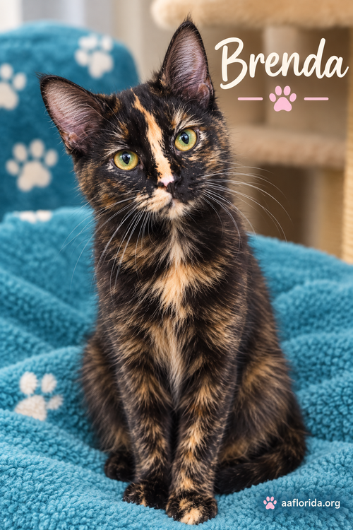 Brenda, a cat for adoption from Animal Allies Florida