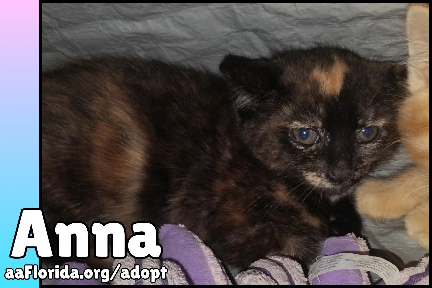 Anna image 3