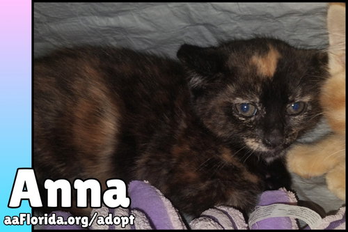 Anna, Domestic Medium Hair / Tortoiseshell / Mixed (medium coat), cat for adoption in Pensacola, Florida