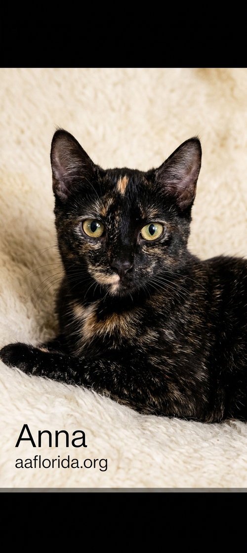 Anna, a cat for adoption from Animal Allies Florida