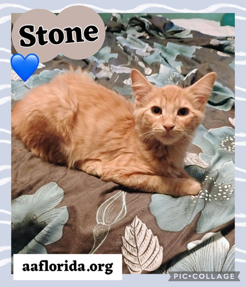 Stone, a cat for adoption from Animal Allies Florida