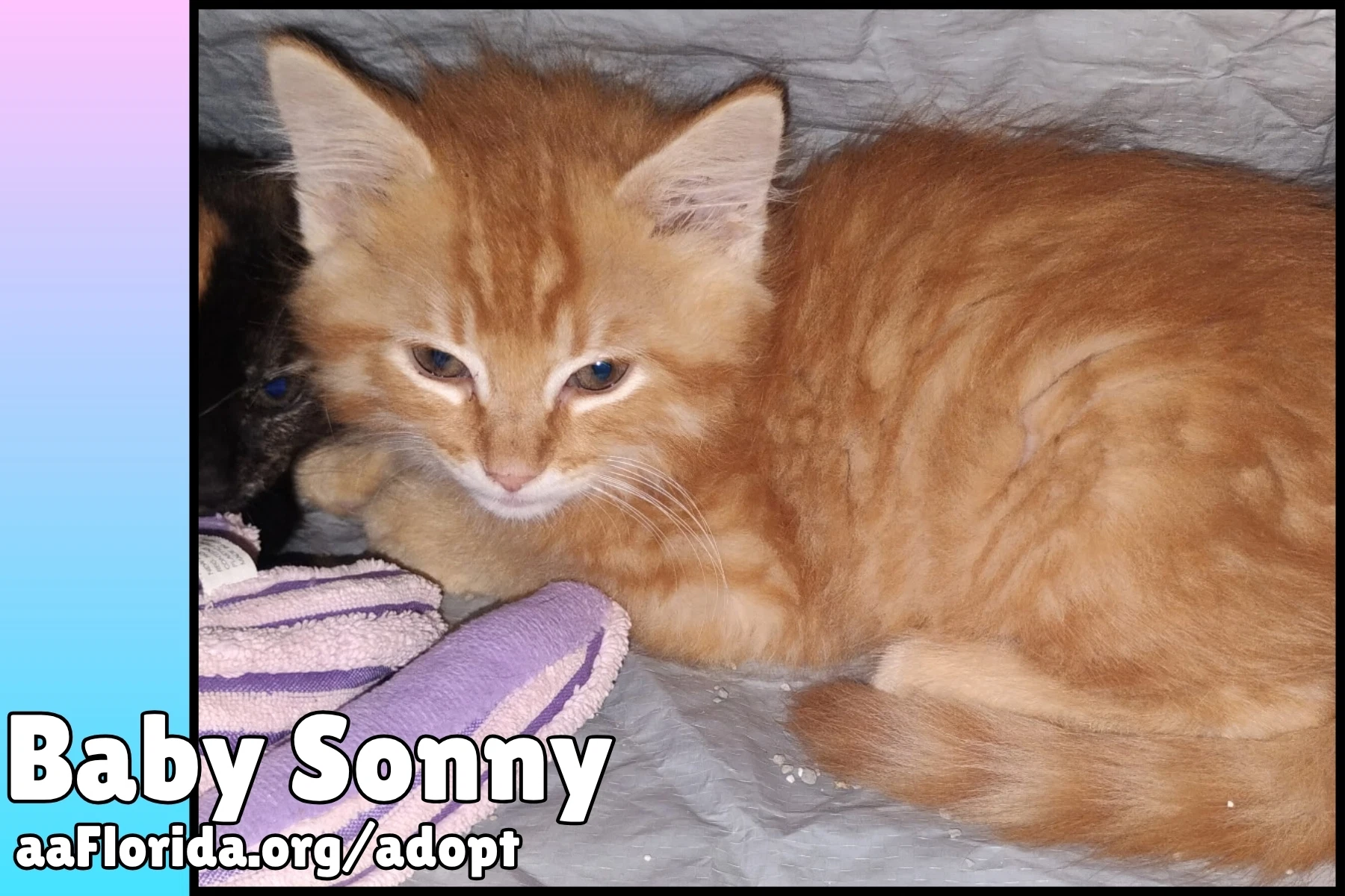 Baby Sonny