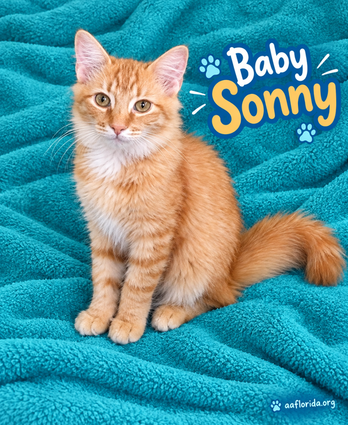Baby Sonny
