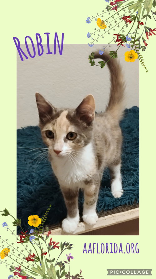 Robin, an adoptable Domestic Medium Hair in Pensacola, FL