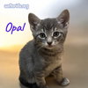 Opal