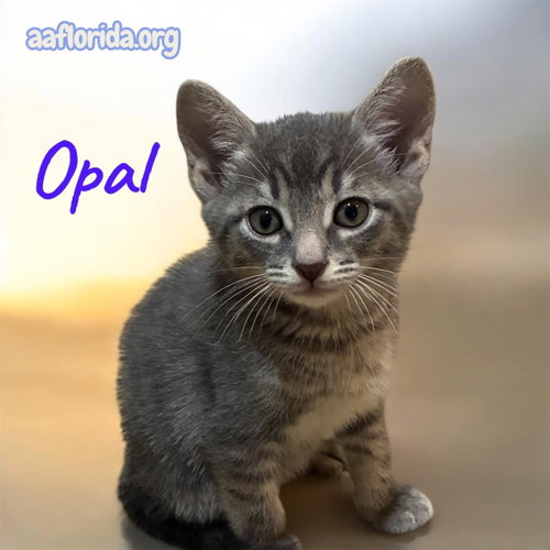 Opal, an adoptable Tabby in Pensacola, FL