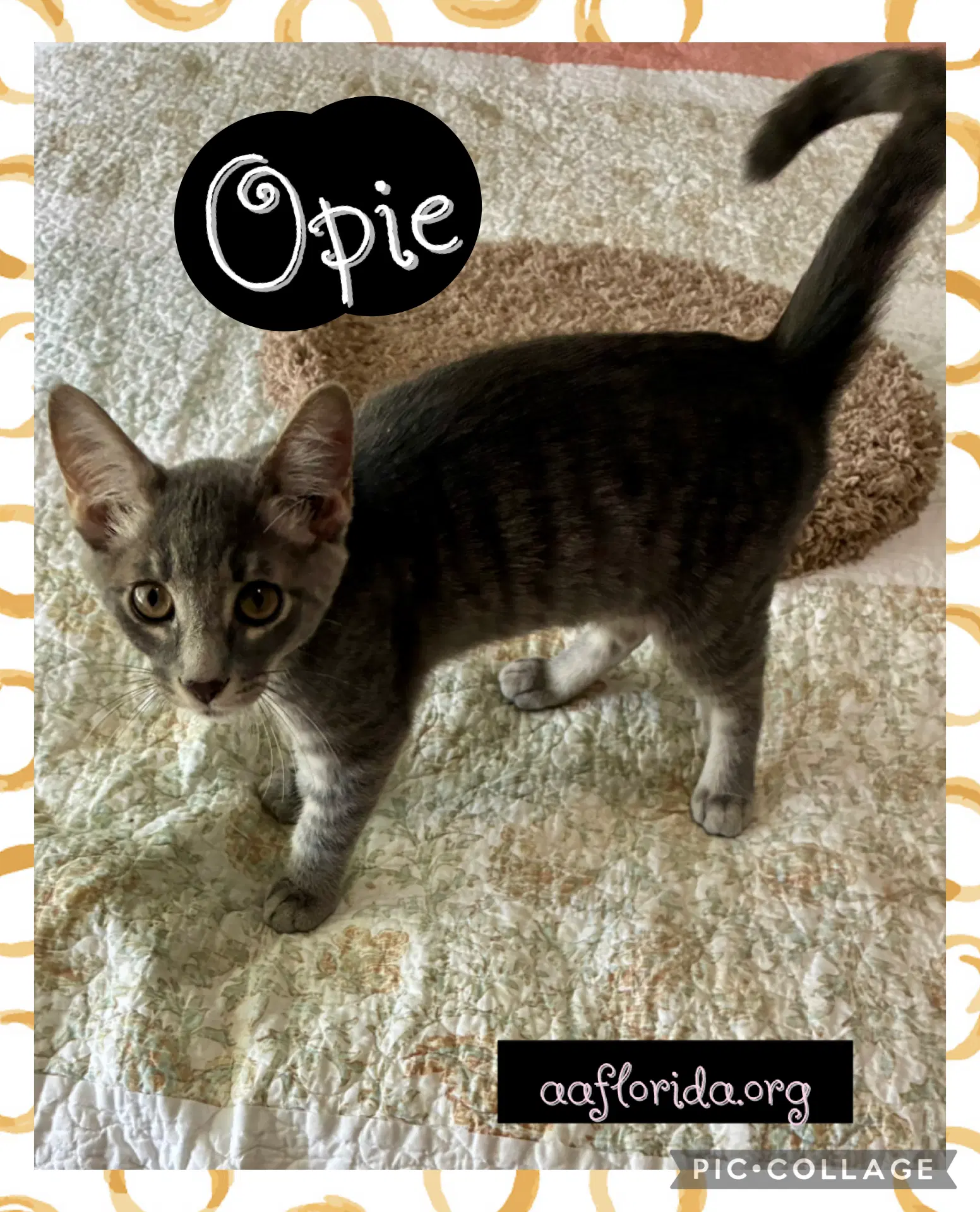 Opie - Tabby