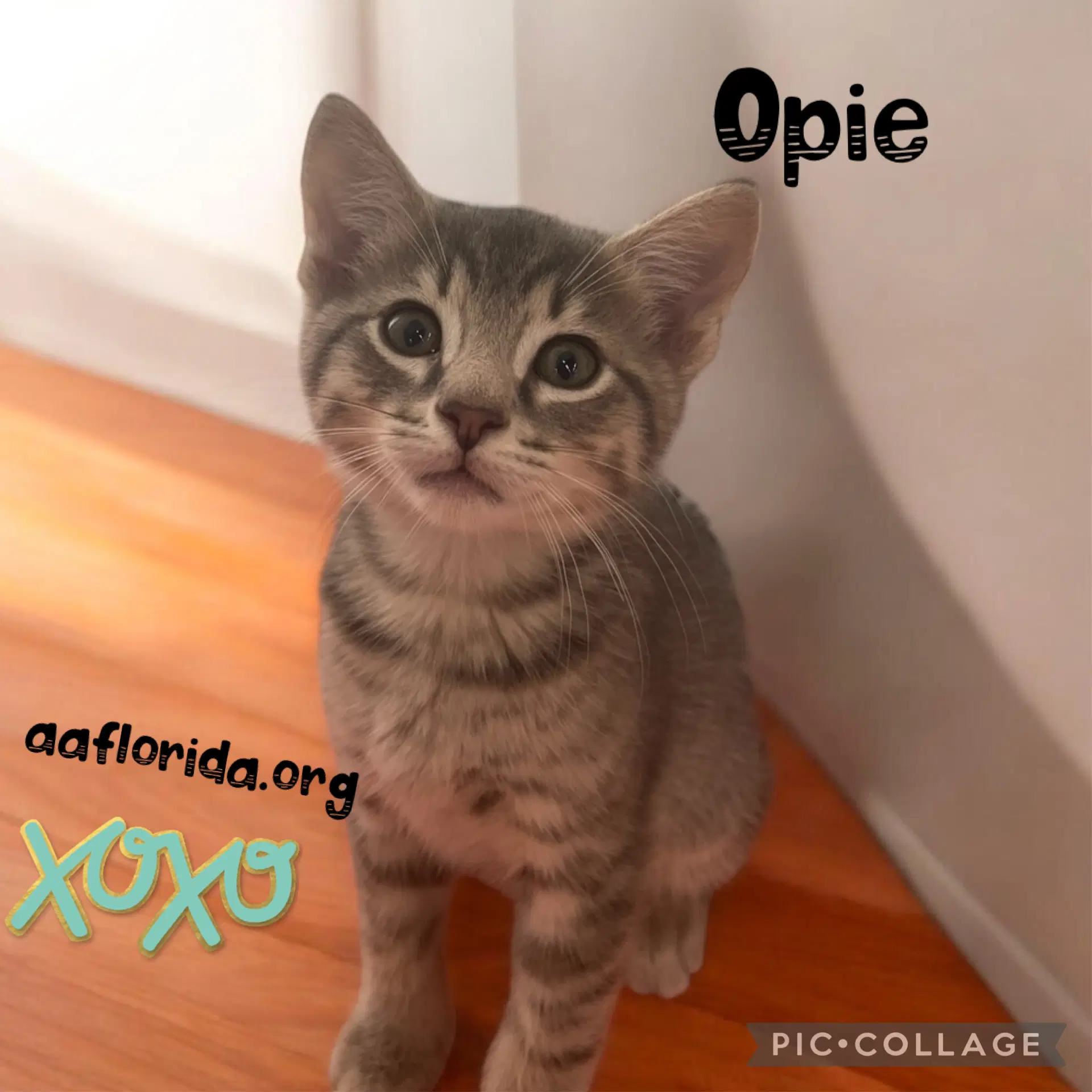 Opie image 2
