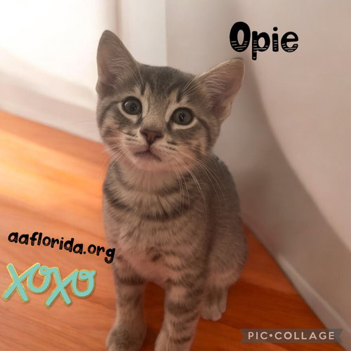 Photo 2 of Opie