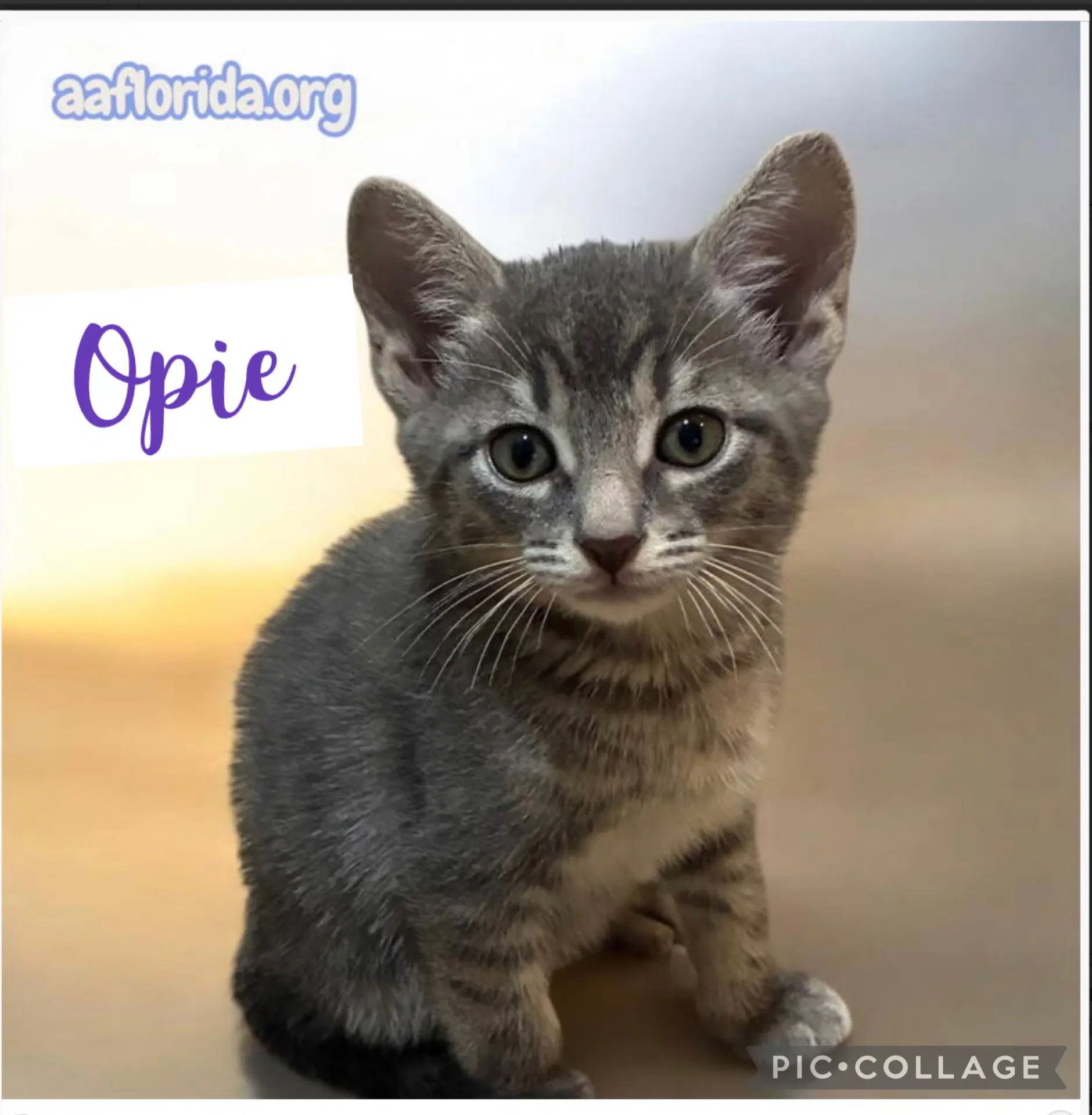 Opie image 3