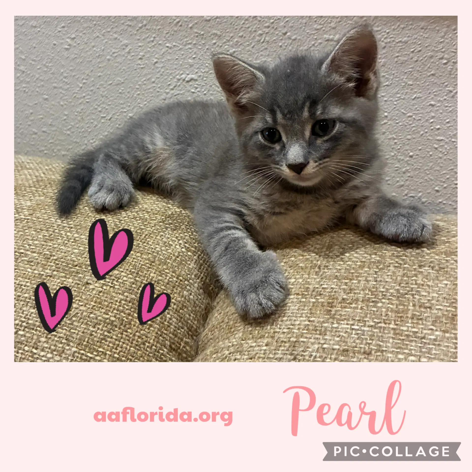 Pearl image 3