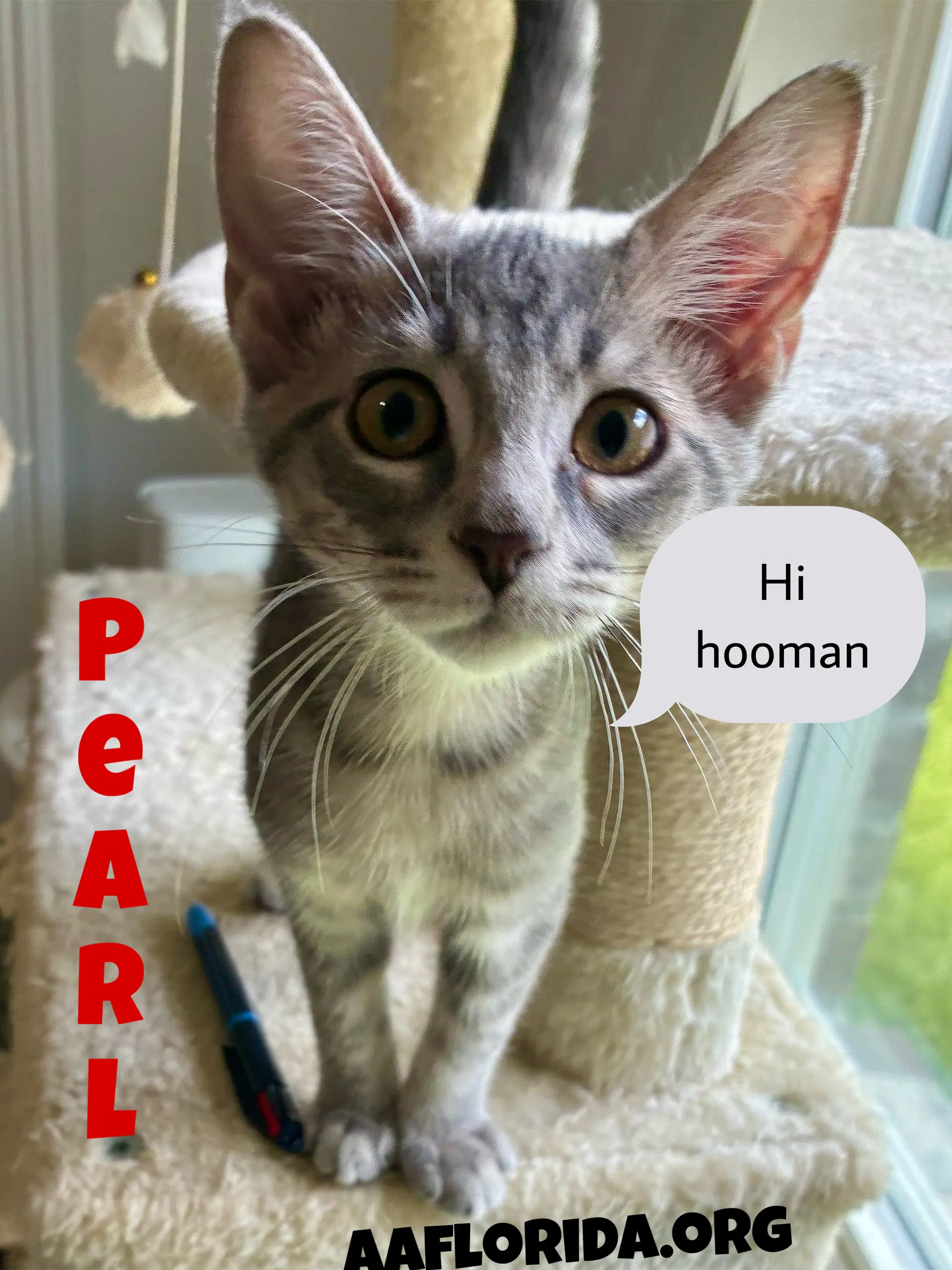 Pearl - Tabby