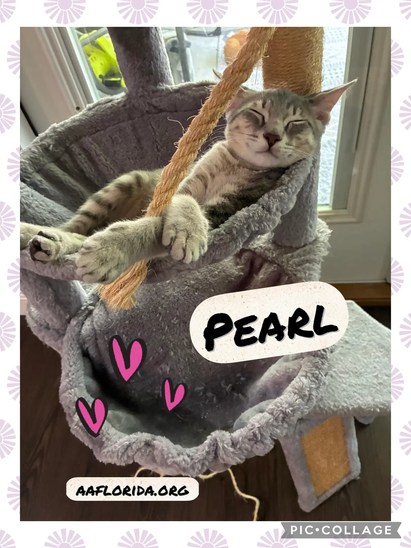 Pearl image 2