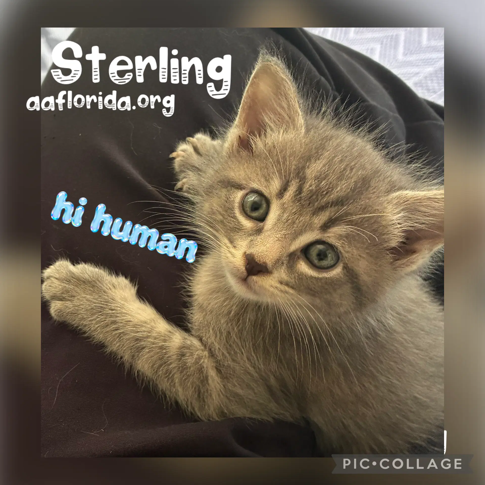 Sterling image 2