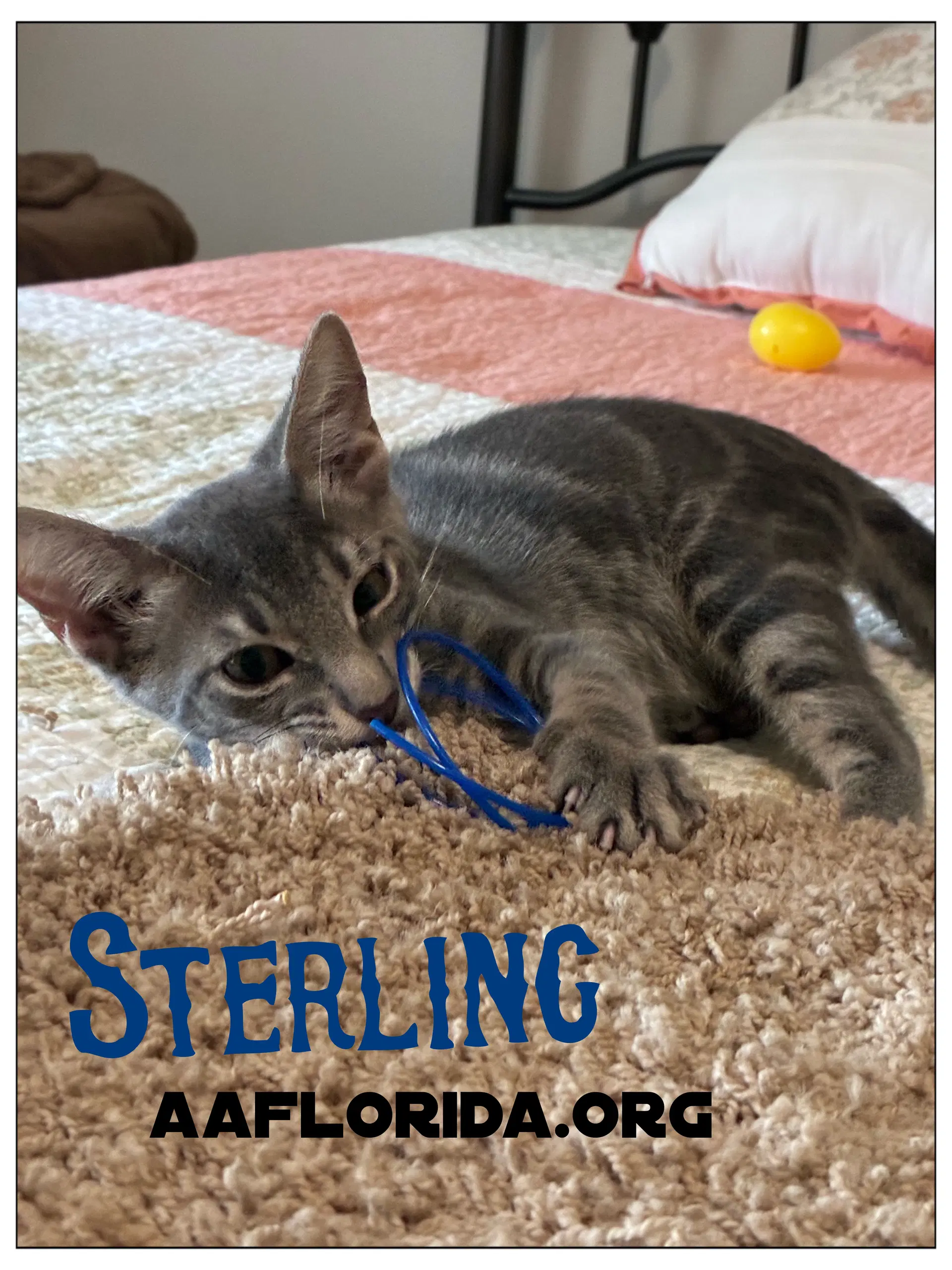 Sterling image 1