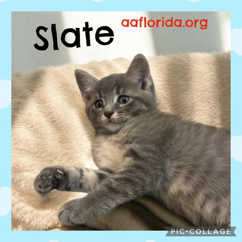 Slate, an adoptable Tabby in Pensacola, FL