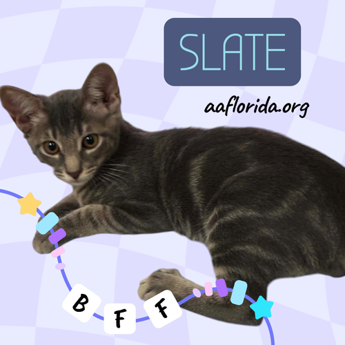 Slate, an adoptable Tabby in Pensacola, FL