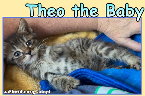Theo the Baby