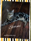 Stormi