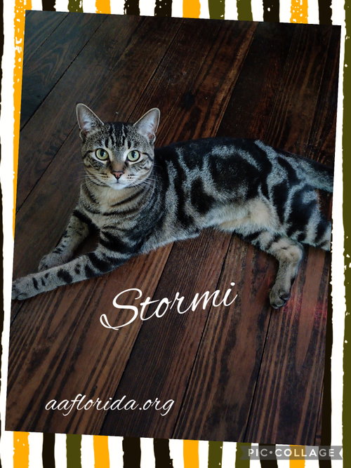 Stormi, an adoptable Tabby in Pensacola, FL