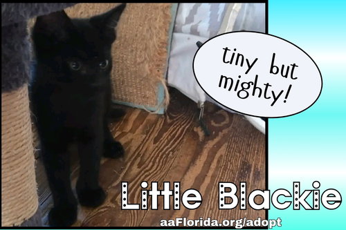 Little Blackie, an adoptable Domestic Short Hair in Pensacola, FL