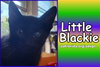 Little Blackie