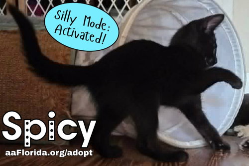 Spicy, an adoptable Domestic Short Hair in Pensacola, FL