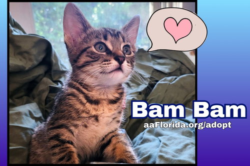 Bam Bam, an adoptable Domestic Short Hair in Pensacola, FL