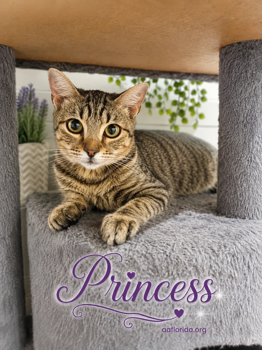Princess
