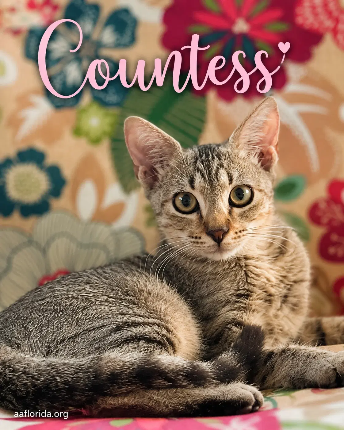 Countess - Domestic Short Hair