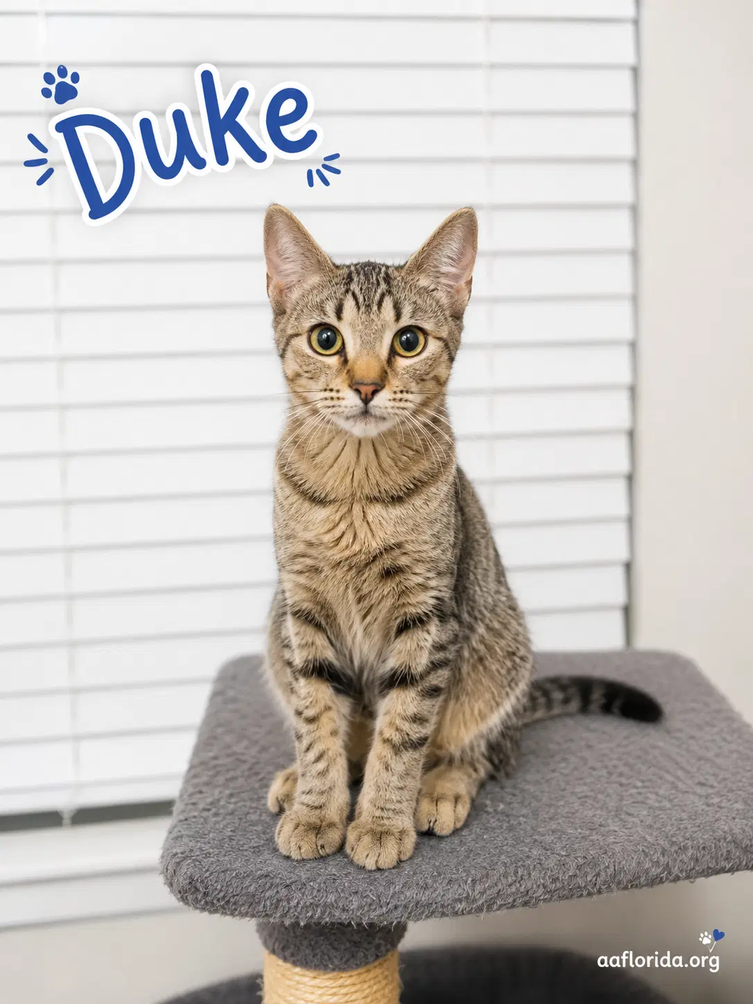 Duke - Domestic Medium Hair