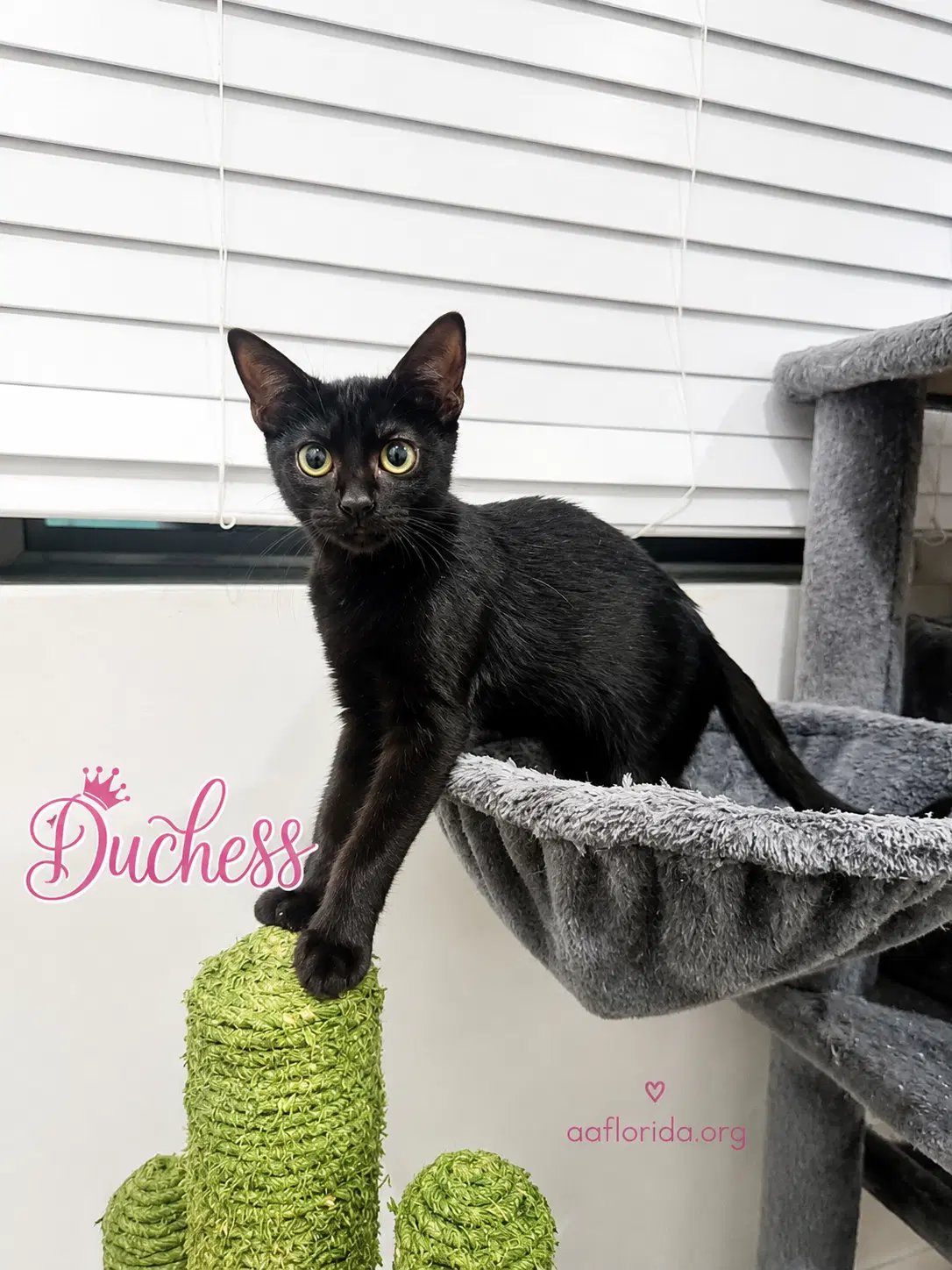 Duchess image 1