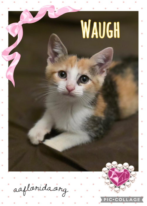 Waugh