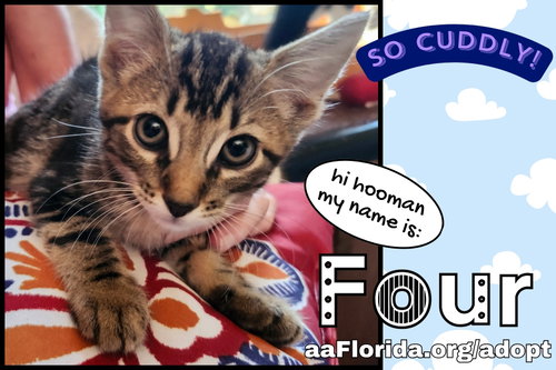 Four, an adoptable Domestic Short Hair in Pensacola, FL