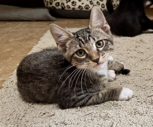 Taylor, Young Domestic Short Hair / Tabby / Mixed (short coat), cat for adoption in Pensacola, Florida