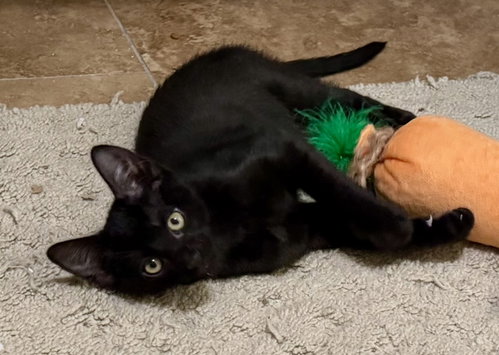 Tyler, Young Domestic Short Hair / Tabby / Mixed (short coat), cat for adoption in Pensacola, Florida