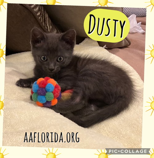 Dusty