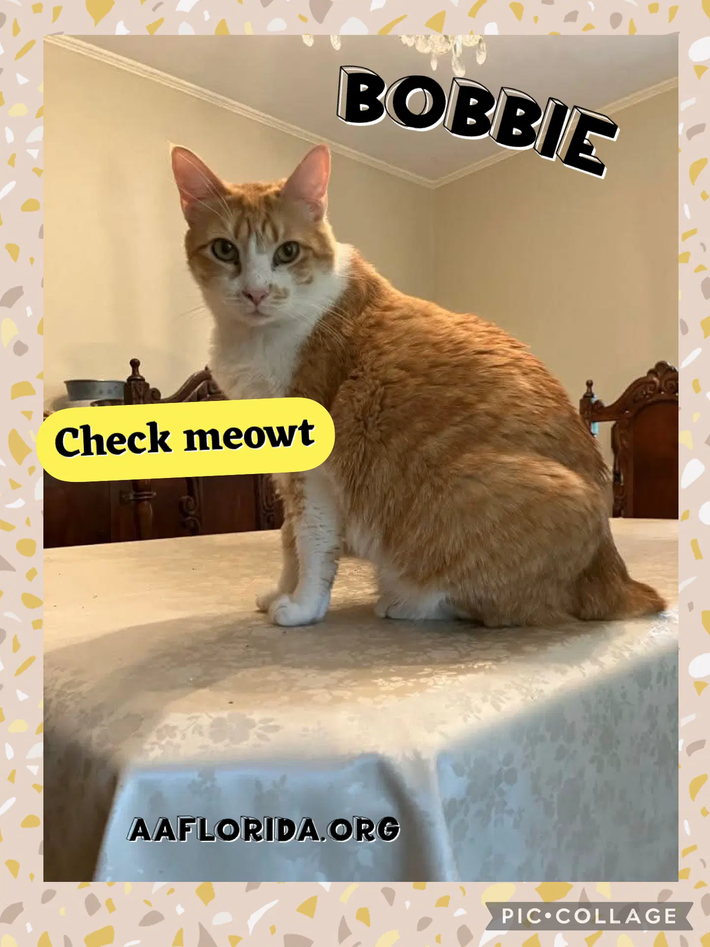 Bobbie - Bobtail