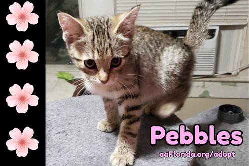 Pebbles