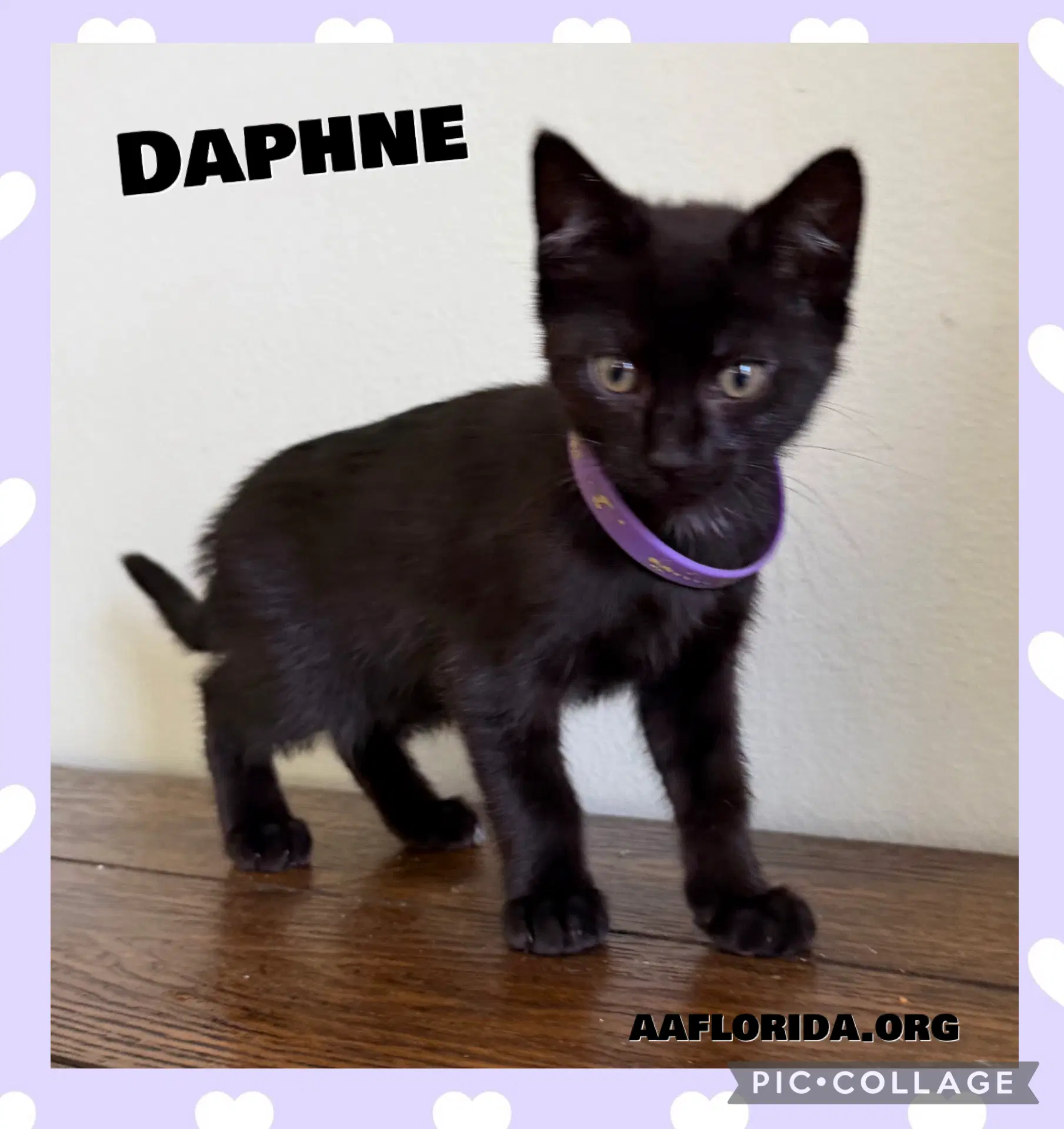 Daphne - Domestic Short Hair