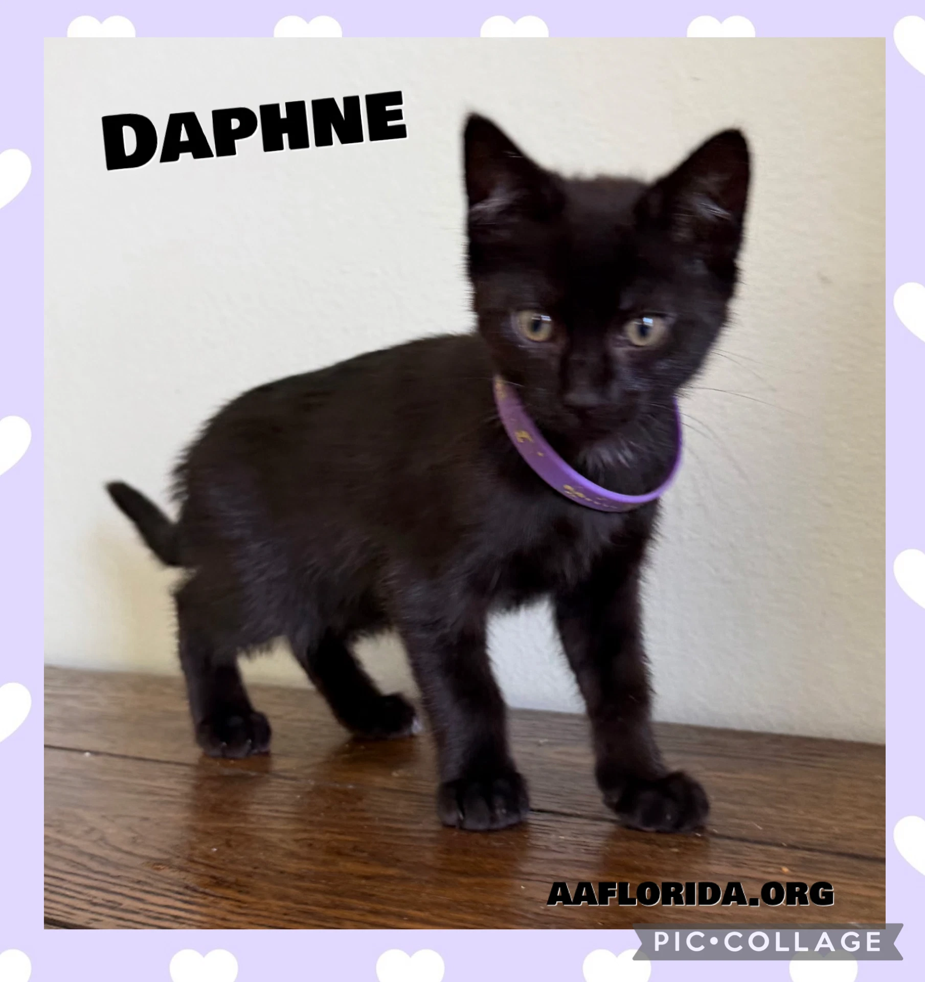 Daphne